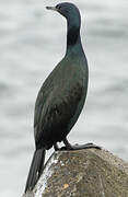 Pelagic Cormorant