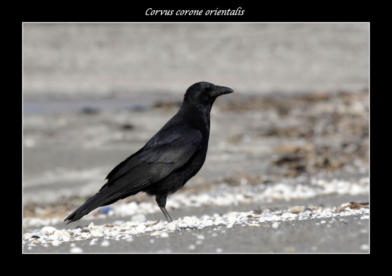 Carrion Crowadult