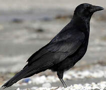 Carrion Crow