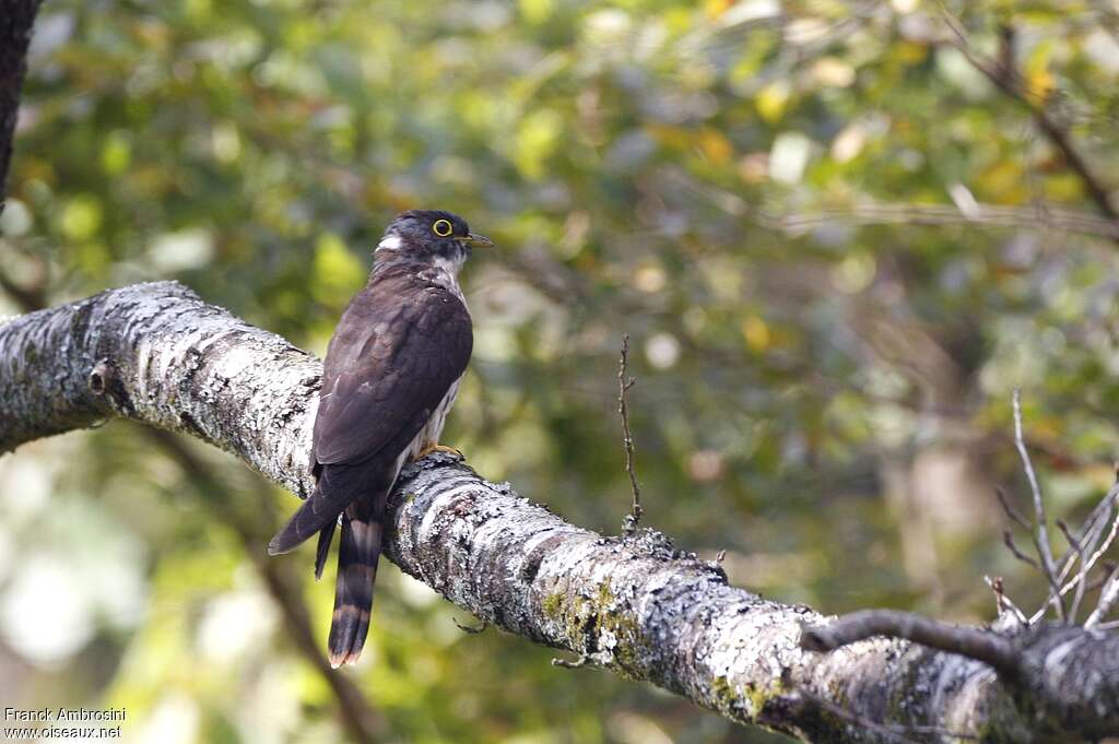 Northern Hawk-Cuckooimmature, identification