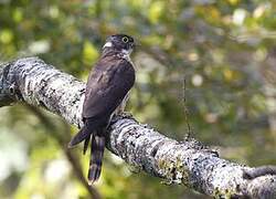 Rufous Hawk-Cuckoo