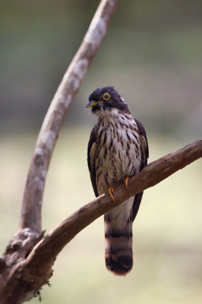 Northern Hawk-Cuckoo