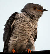 Common Cuckoo