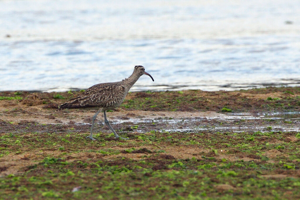 Eurasian Whimbreladult