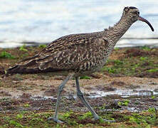 Eurasian Whimbrel