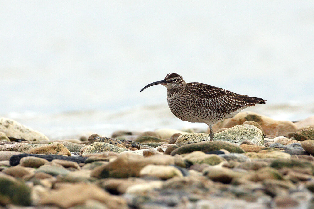 Whimbrel