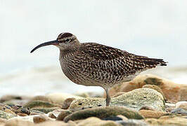 Eurasian Whimbrel