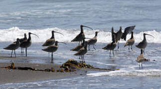 Far Eastern Curlew