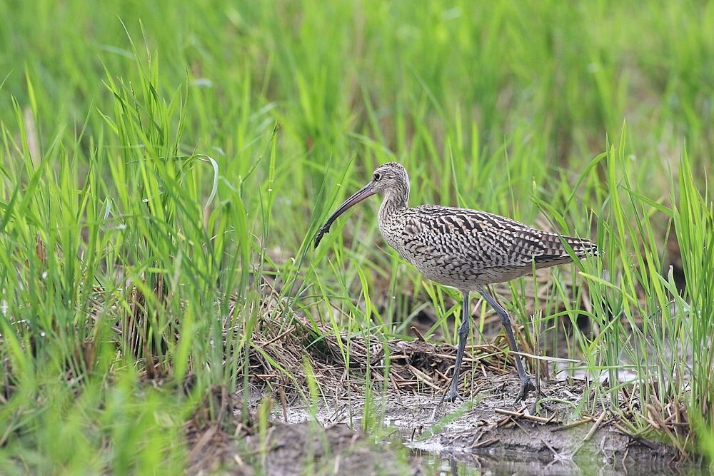 Far Eastern Curlew