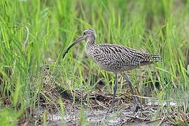 Far Eastern Curlew