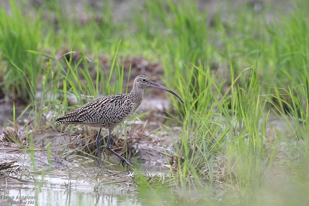 Courlis de Sibérie, identification