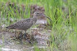 Far Eastern Curlew