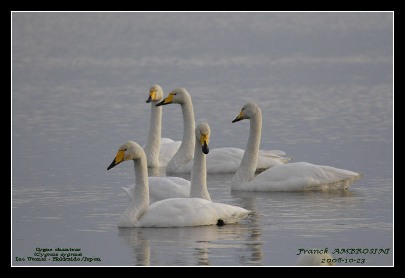 Cygne chanteuradulte