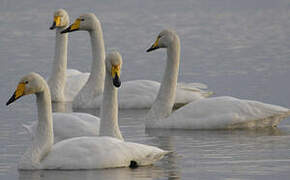 Whooper Swan