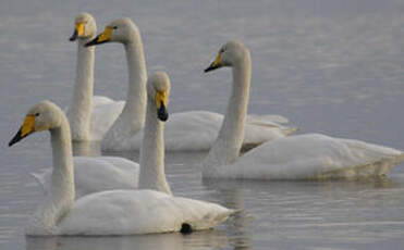 Cygne chanteur