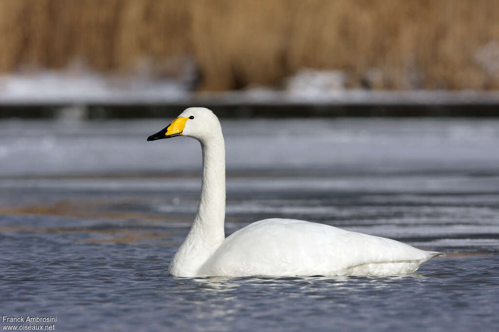 Whooper Swanadult post breeding