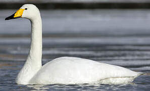 Whooper Swan