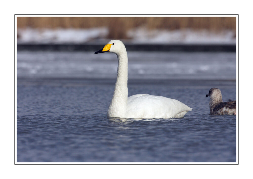 Whooper Swanadult post breeding