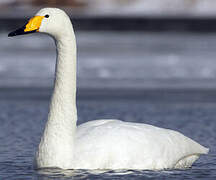 Whooper Swan