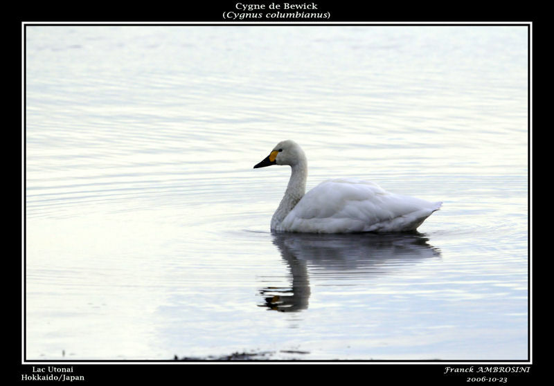 Cygne de Bewickadulte