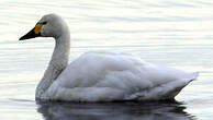 Cygne de Bewick