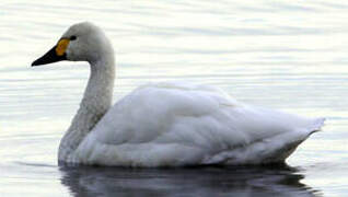 Tundra Swan