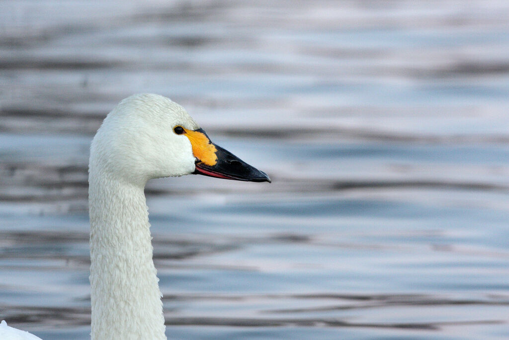 Cygne de Bewick