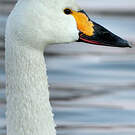 Cygne de Bewick