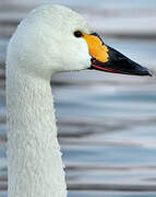 Cygne de Bewick