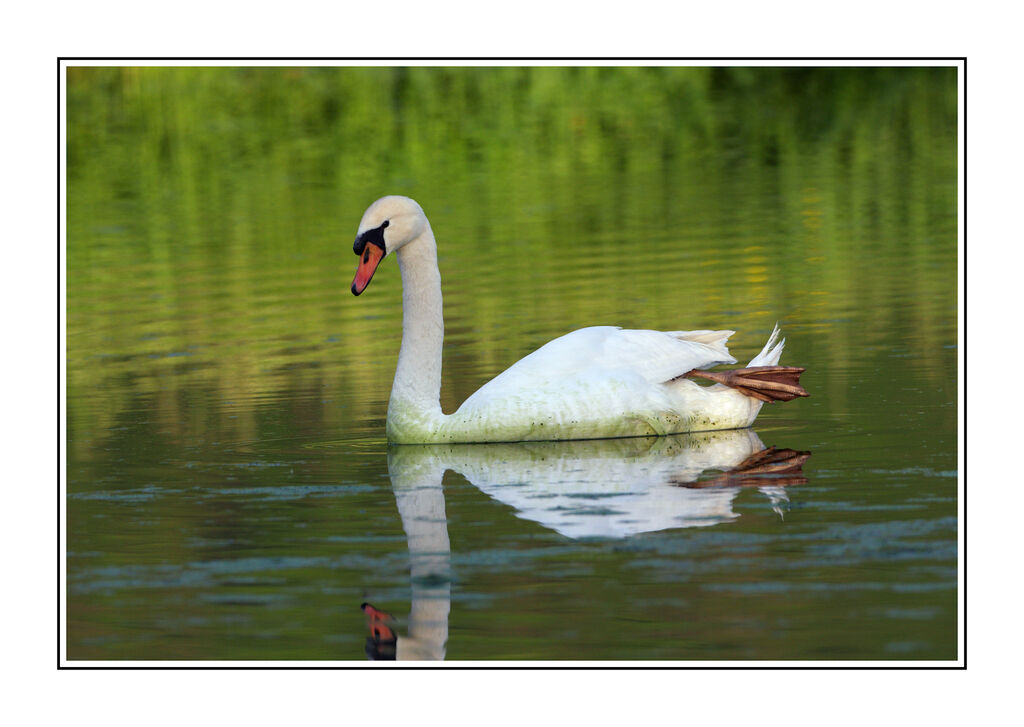 Cygne tuberculéadulte nuptial