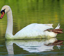 Mute Swan