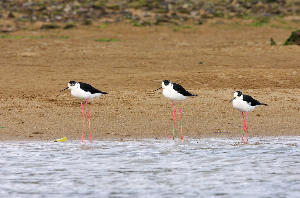 Black-winged Stiltadult