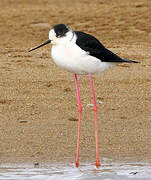 Black-winged Stilt