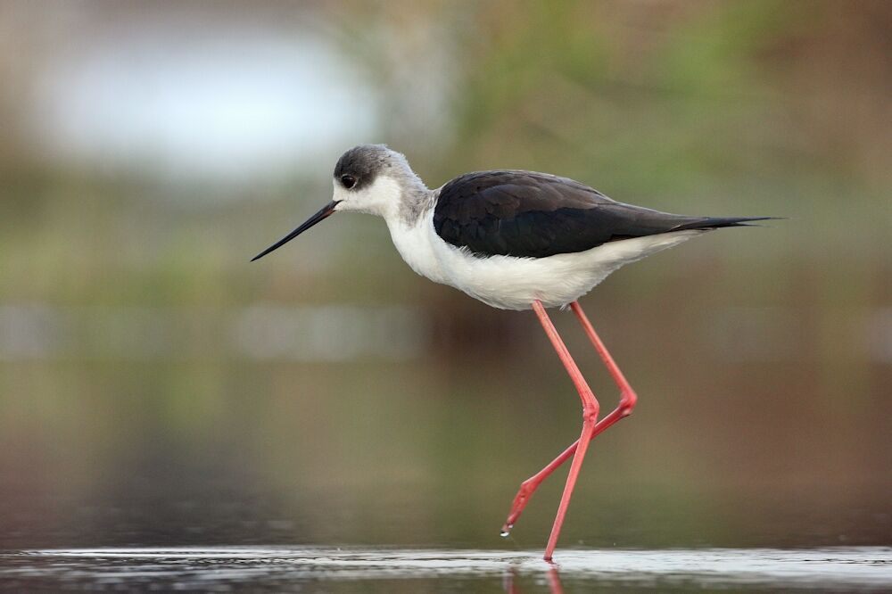 Black-winged Stilt