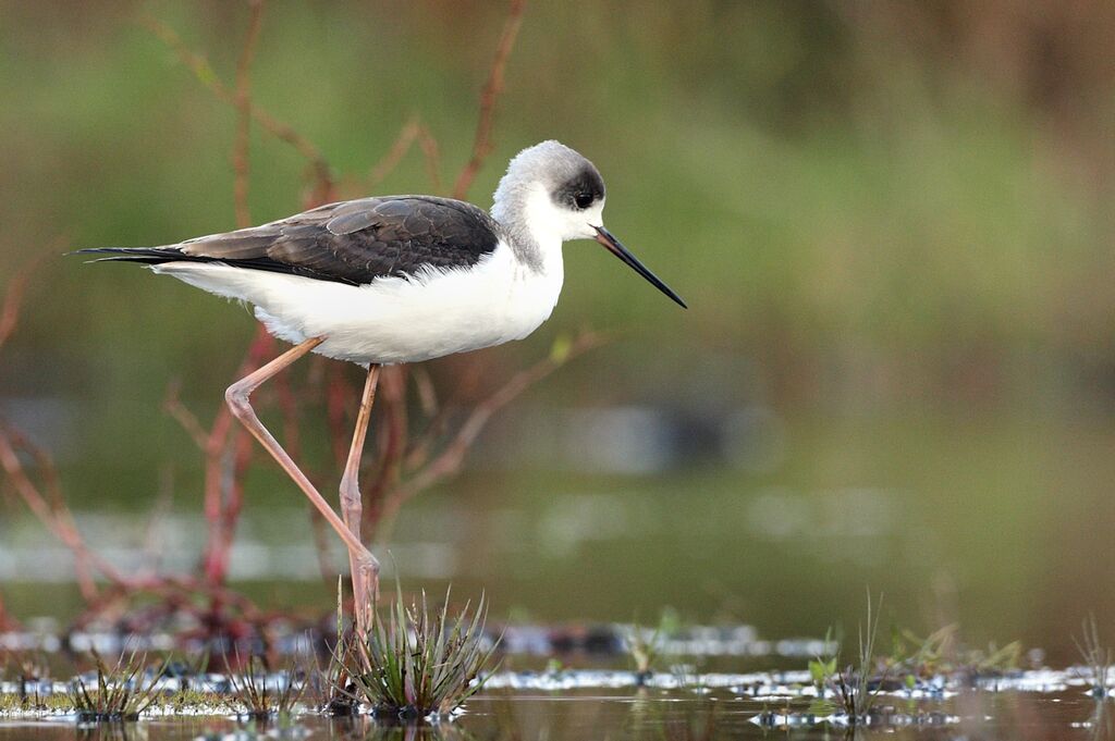 Black-winged Stilt