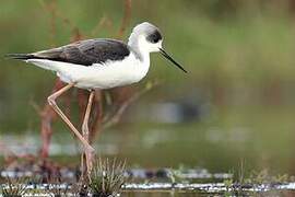 Black-winged Stilt