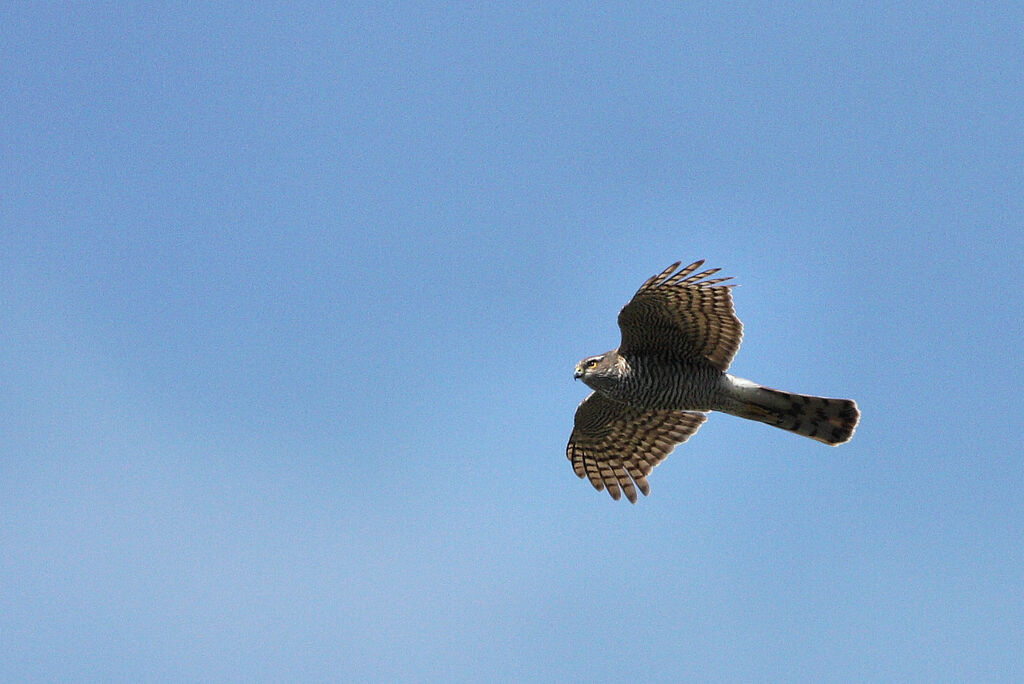 Eurasian Sparrowhawk