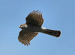 Eurasian Sparrowhawk