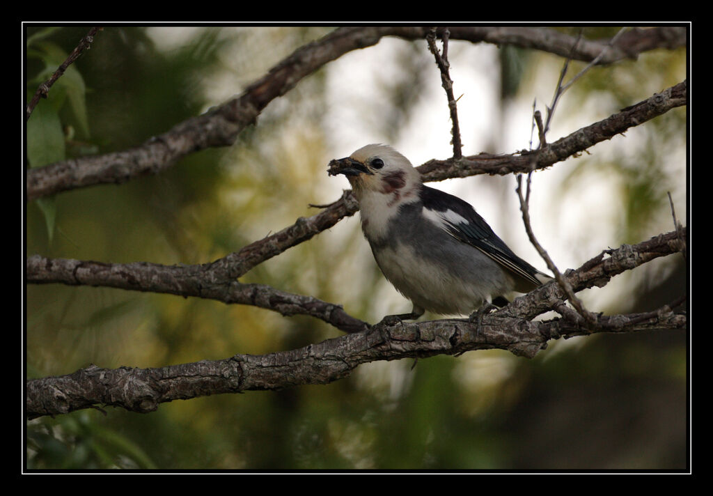 Chestnut-cheeked Starling male adult breeding