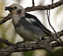 Chestnut-cheeked Starling