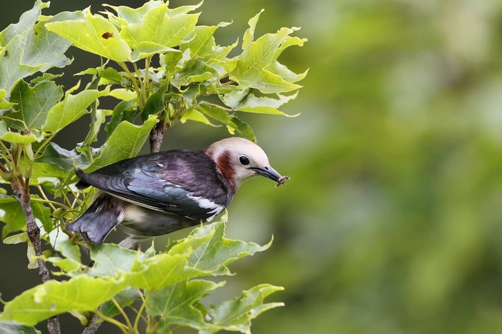 Chestnut-cheeked Starling male