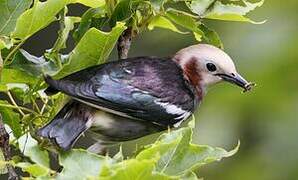 Chestnut-cheeked Starling