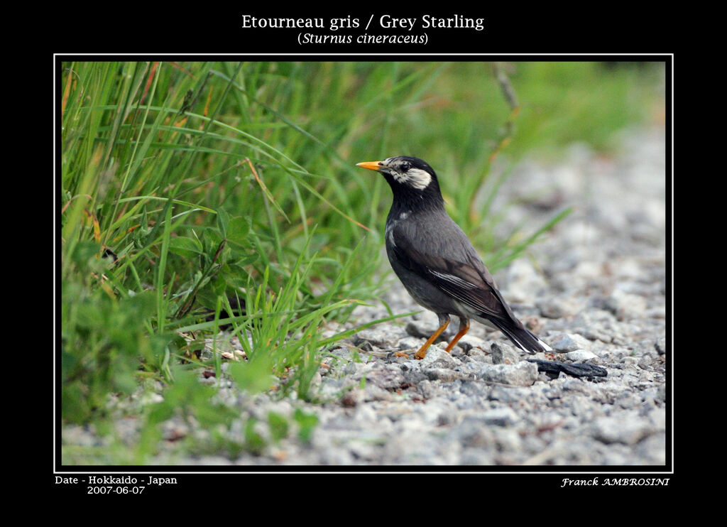 White-cheeked Starlingadult breeding