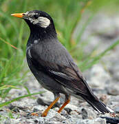 White-cheeked Starling