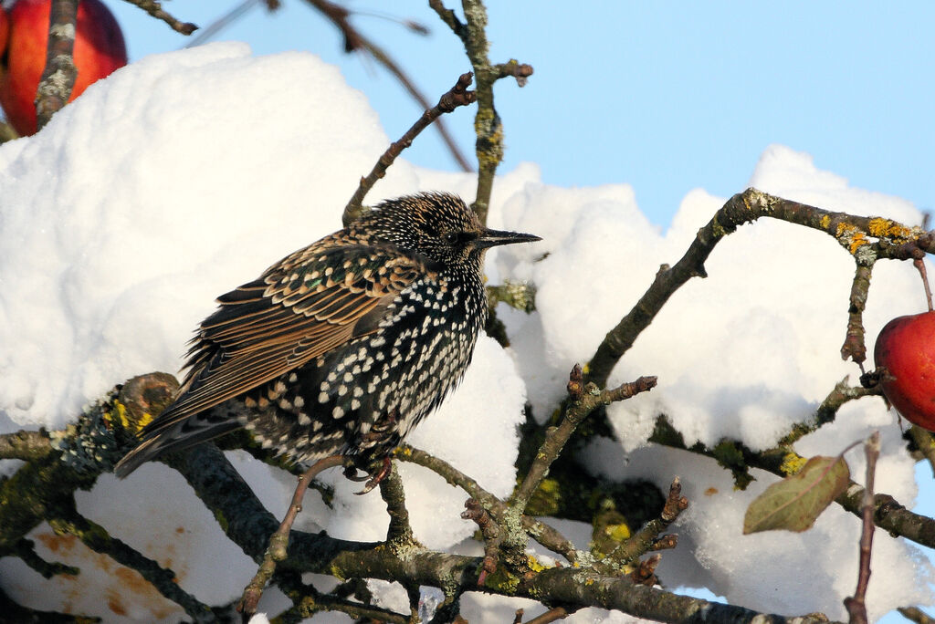 Common Starling