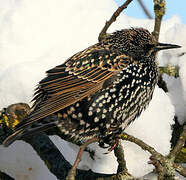 Common Starling