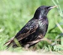 Common Starling