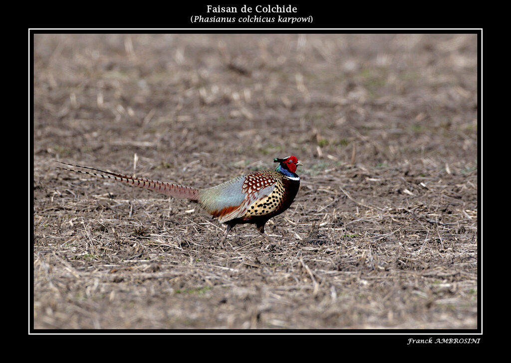 Faisan de Colchide mâle adulte nuptial