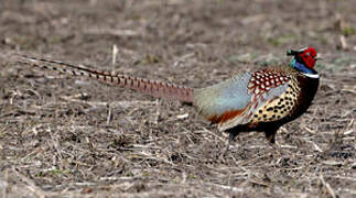 Common Pheasant