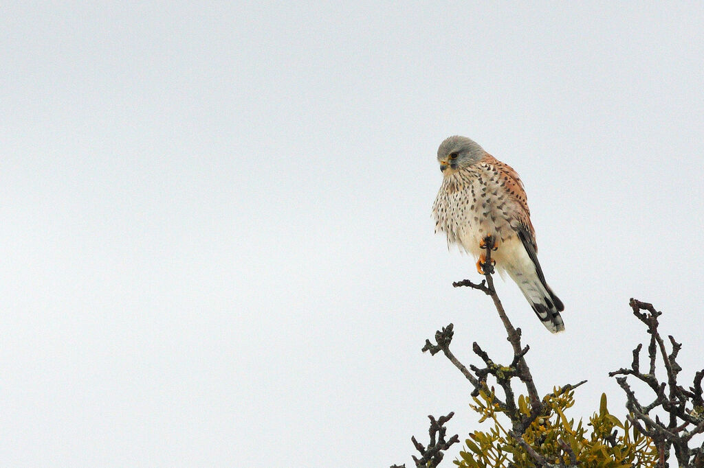 Common Kestrel male adult